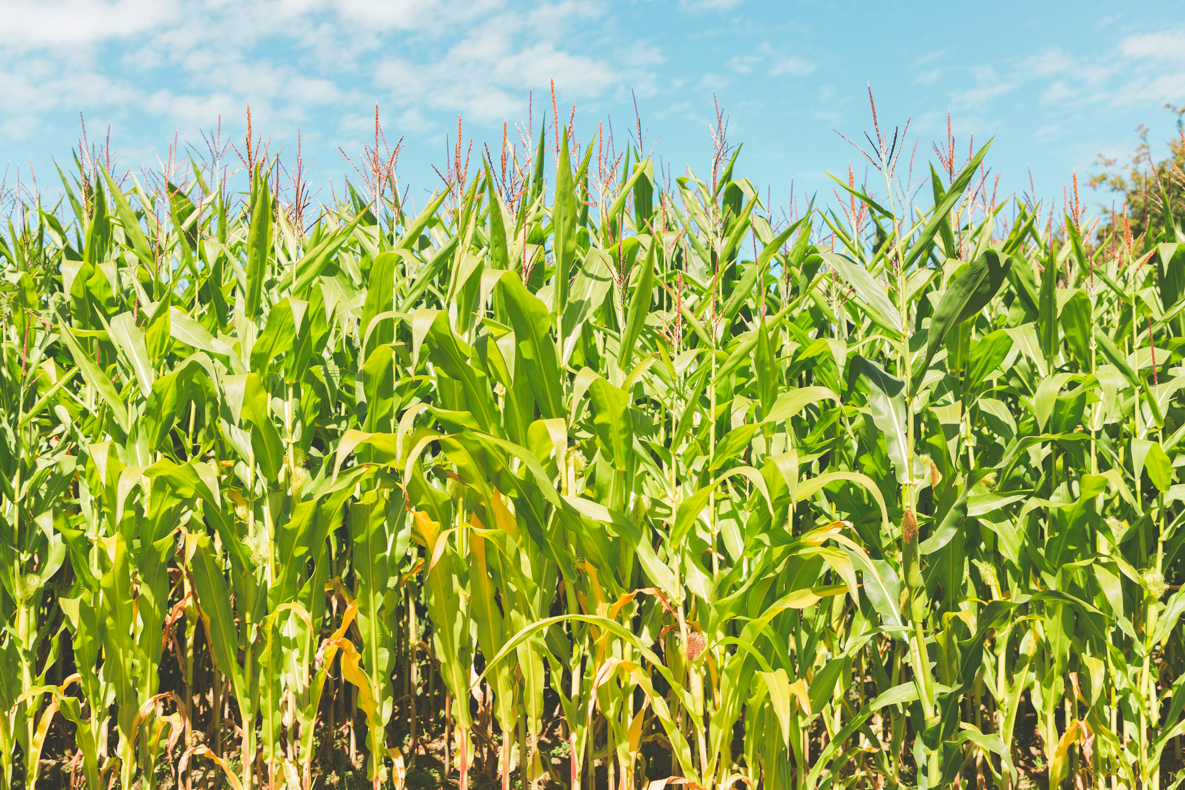 CORN FUND