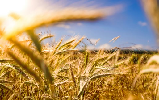 Teucrium_Wheat_Image Teucrium_Wheat_Image